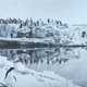 Pingüinos fotografiados por Levick en su estudio. Wikimedia Commons